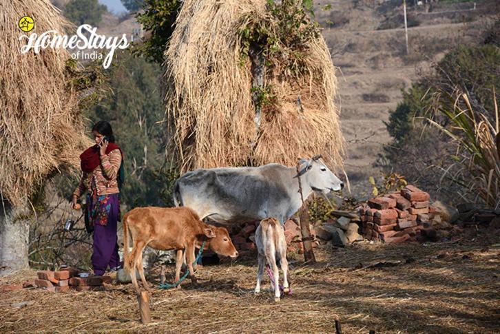 Dwarahat Village Farmstay- Babaji'S Cave エクステリア 写真